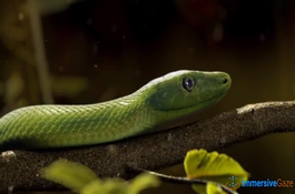 3D Animation Services