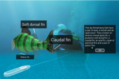 VR Fish Education – Immersive Virtual Biology Learning