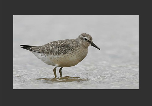 JagtQuiz Danmark - Danish quiz app for hunting theory practice